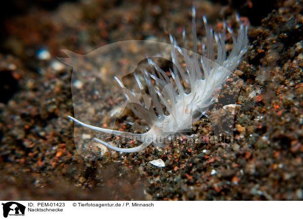 Nacktschnecke / nudibranch / PEM-01423