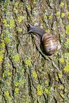 Weinbergschnecke